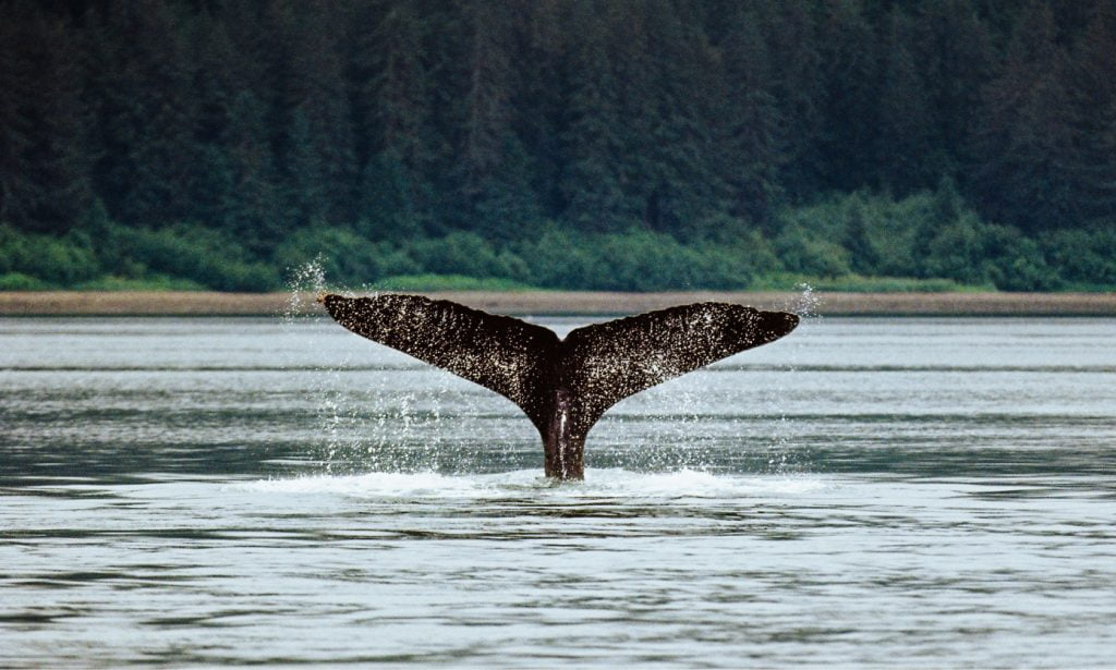 Alaska whale - @owenplaces Owen Places