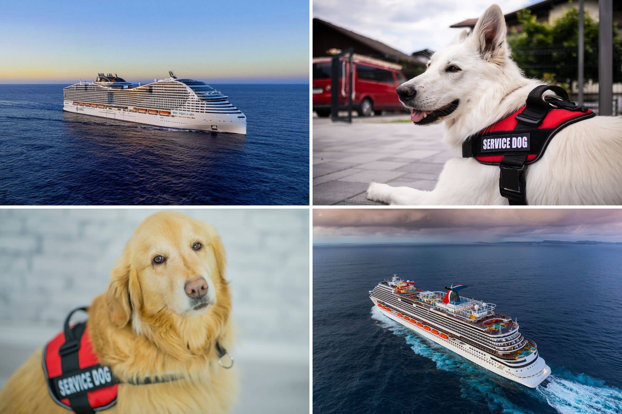 Image of: Service Dogs on a cruise ship